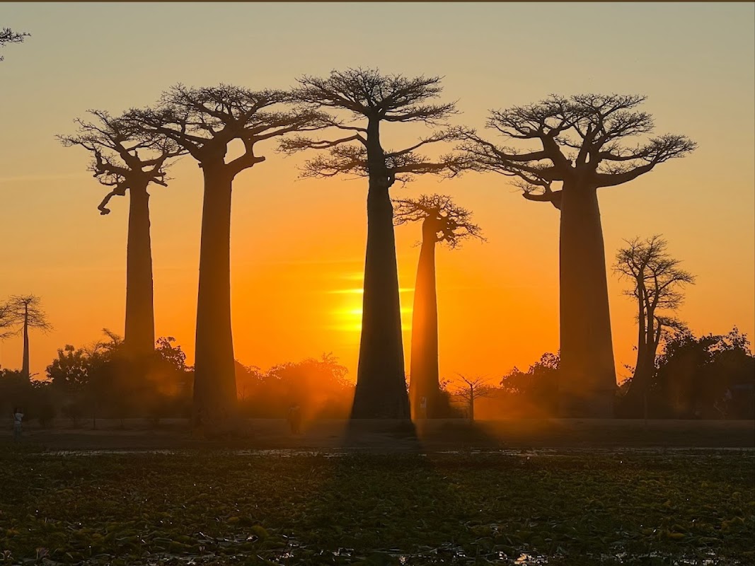 Avenue of the Baobabs, Madagascar