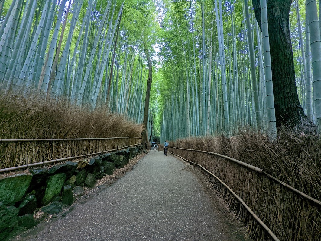 Bamboo Forest, Kyoto