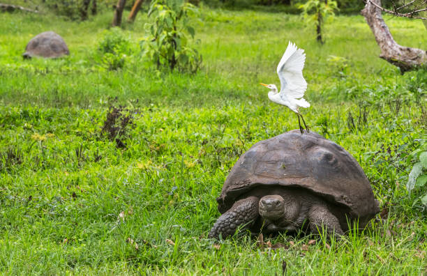 Galápagos Islands, Ecuador
