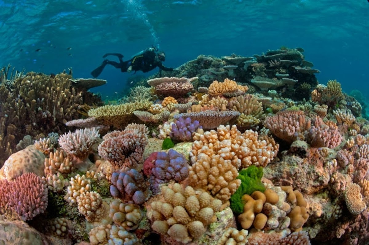 Great Barrier Reef, Australia