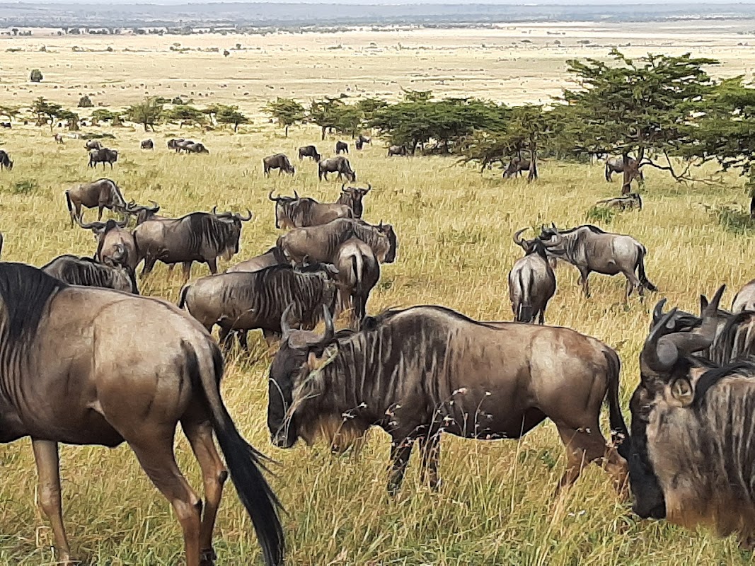 Serengeti National Park, Tanzania